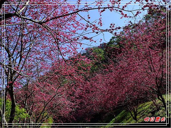 萬大賞櫻DSCF8310 萬大賞櫻DSCF8310