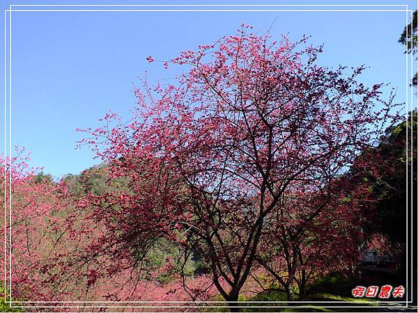 萬大賞櫻DSCF8312 萬大賞櫻DSCF8312