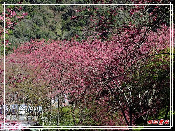 萬大賞櫻DSCF8317 萬大賞櫻DSCF8317