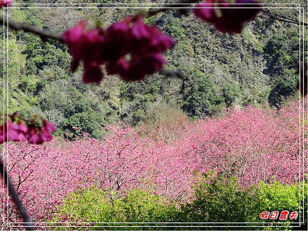 萬大賞櫻DSCF8321 萬大賞櫻DSCF8321