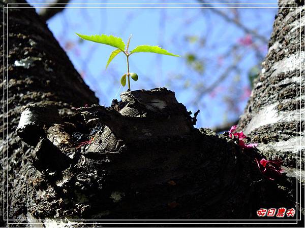 萬大賞櫻DSCF8335 萬大賞櫻DSCF8335