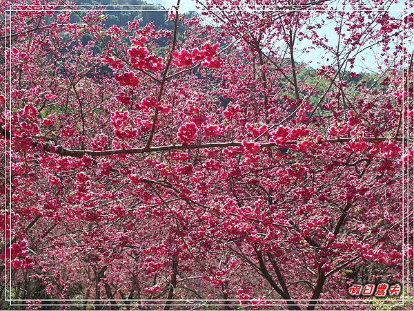 萬大賞櫻DSCF8343 萬大賞櫻DSCF8343