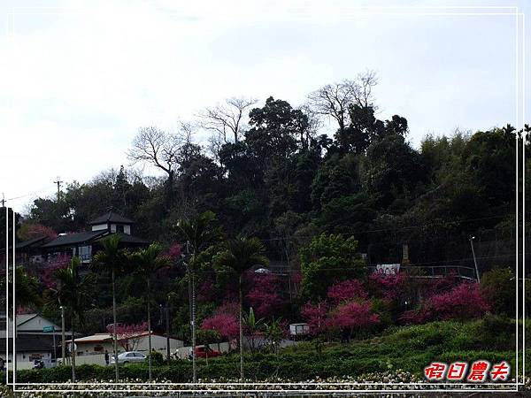 新社櫻花DSCF8656 新社櫻花DSCF8656