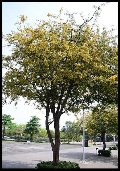 溪州公園DSC_2398