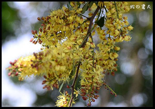 溪州公園DSC_2407