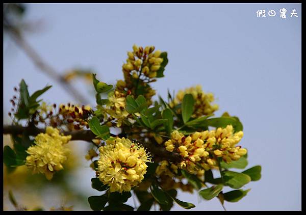 溪州公園DSC_2410
