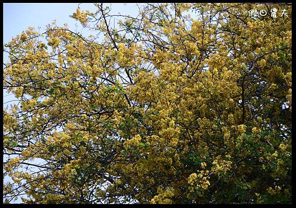 溪州公園DSC_2412
