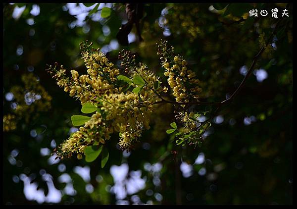 溪州公園DSC_2420