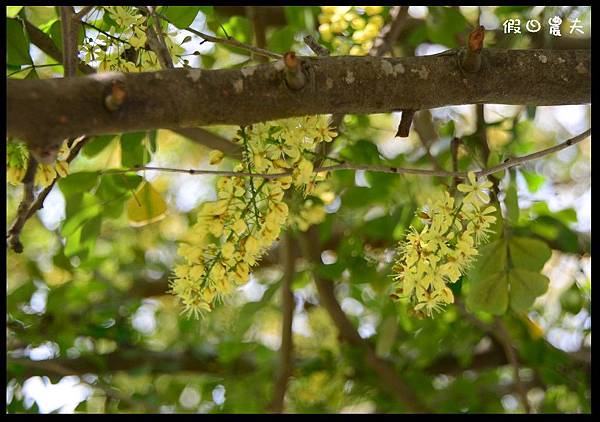 溪州公園DSC_2425