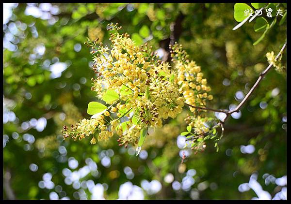 溪州公園DSC_2428