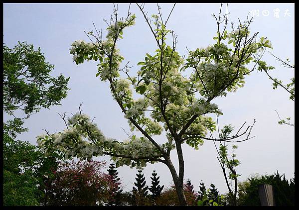 溪州公園DSC_2433