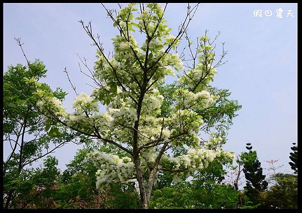 溪州公園DSC_2434
