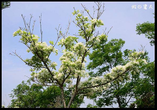 溪州公園DSC_2435