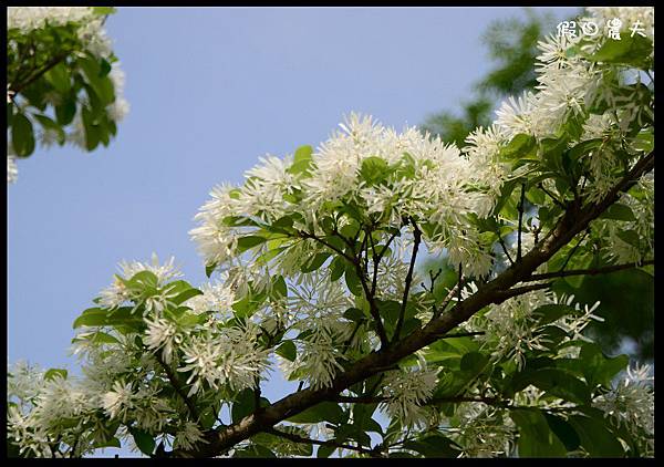 溪州公園DSC_2436