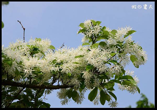 溪州公園DSC_2438
