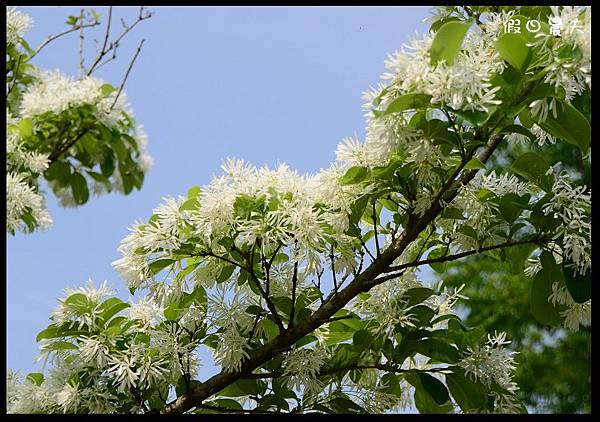 溪州公園DSC_2439