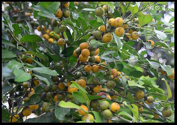 溪州公園DSC_2444