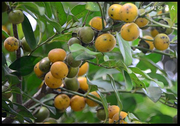 溪州公園DSC_2445