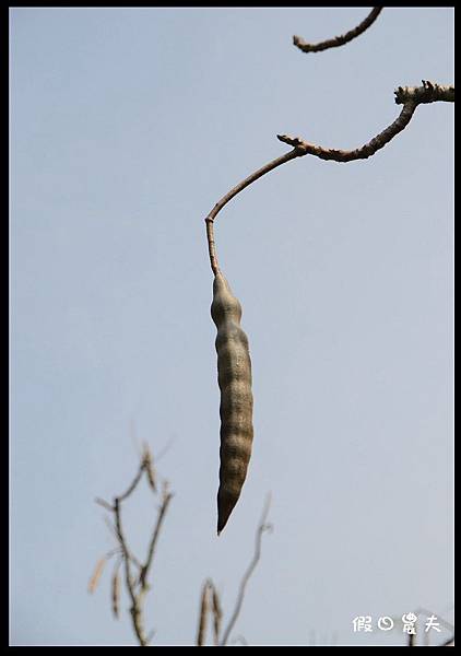 溪州公園DSC_2447
