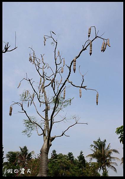 溪州公園DSC_2448