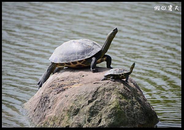 溪州公園DSC_2457