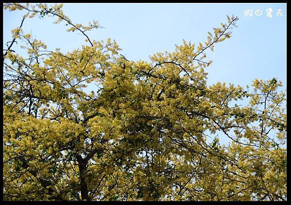 溪州公園DSC_2476