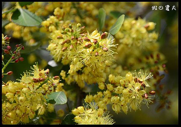 溪州公園DSC_2486
