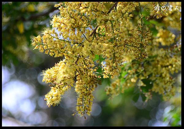 溪州公園DSC_2494