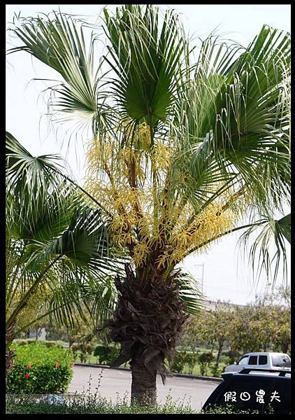 溪州公園DSC_2496