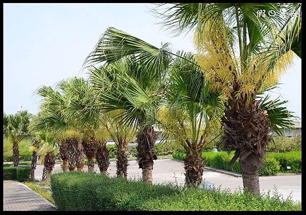 溪州公園DSC_2497