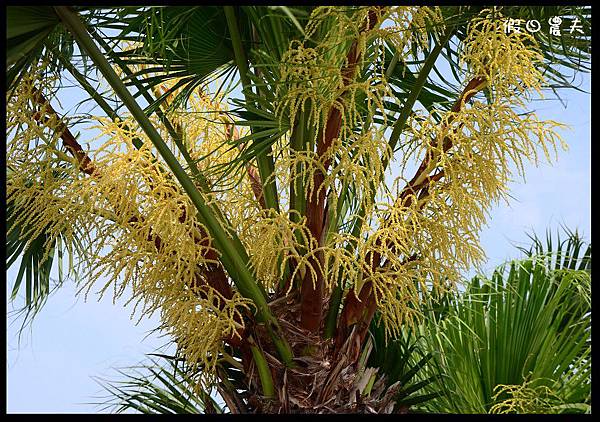 溪州公園DSC_2498