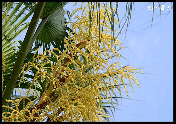 溪州公園DSC_2499