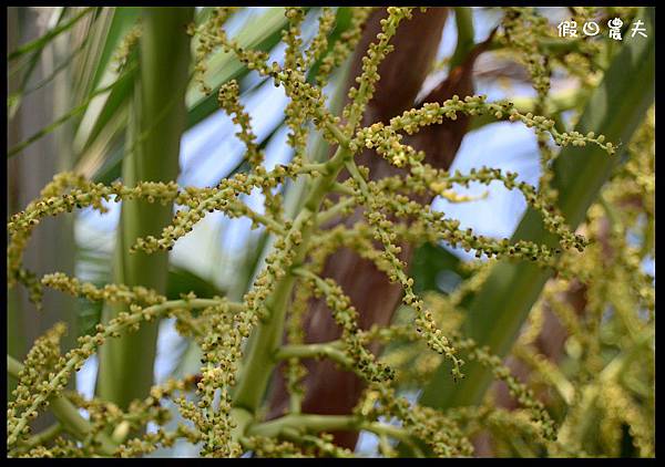 溪州公園DSC_2501