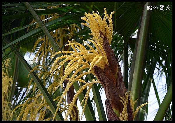 溪州公園DSC_2503