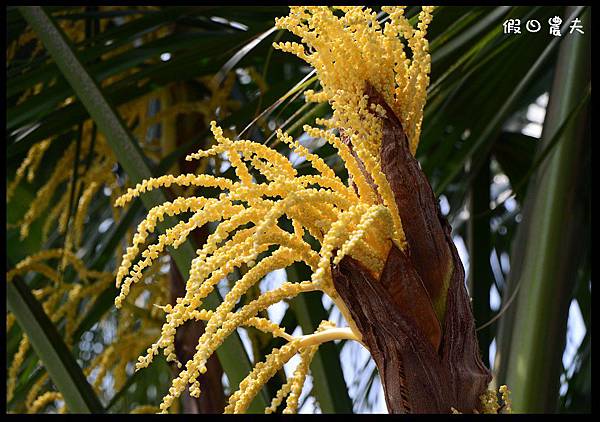 溪州公園DSC_2504