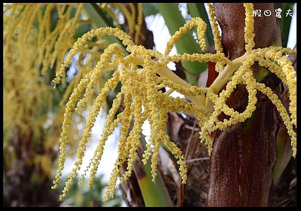 溪州公園DSC_2505