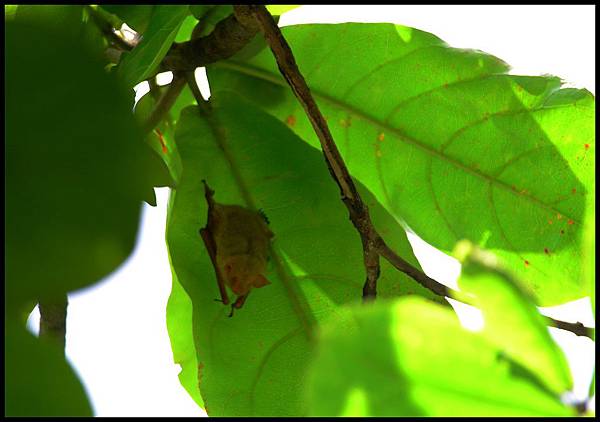 蝙蝠博物館DSC_9149 蝙蝠博物館DSC_9149