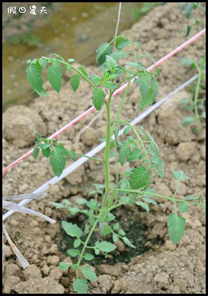 水哥番茄DSC_3221 水哥番茄DSC_3221