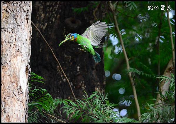 五色鳥DSC_7327 五色鳥DSC_7327