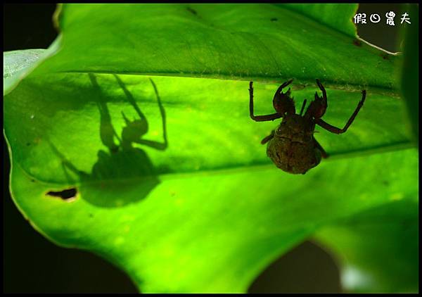 日月潭DSC_2723 日月潭DSC_2723