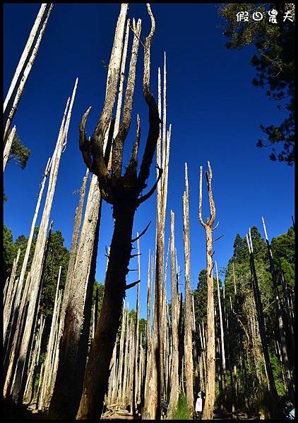 忘憂森林DSC_8425 忘憂森林DSC_8425