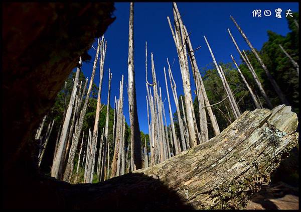 忘憂森林DSC_8444 忘憂森林DSC_8444