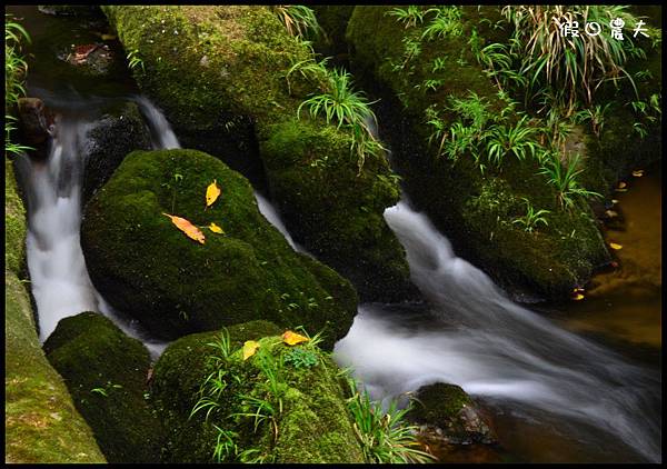 杉林溪DSC_8512 杉林溪DSC_8512