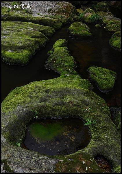 杉林溪DSC_8523 杉林溪DSC_8523