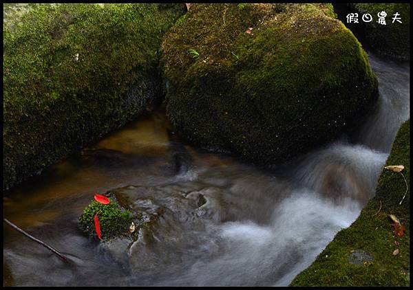 杉林溪DSC_8535 杉林溪DSC_8535