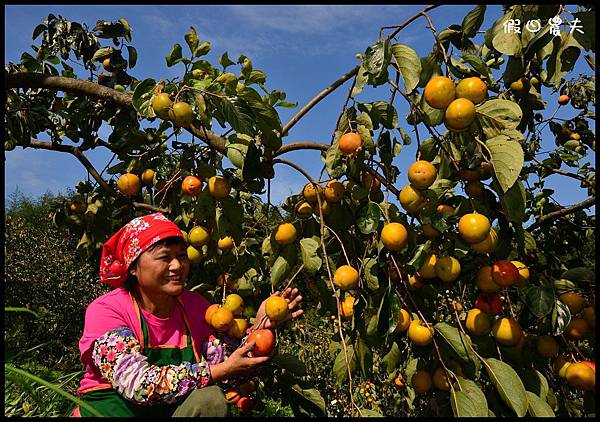 新埔柿é¤ 新埔柿餅DSC_5836