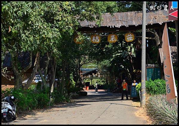 金桔農莊DSC_0266