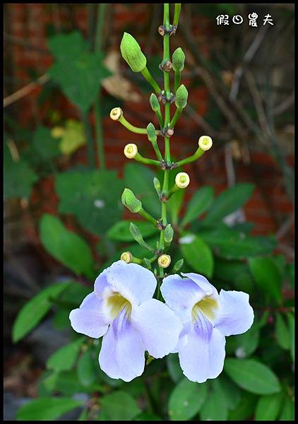 金桔農莊DSC_0273 金桔農莊DSC_0273