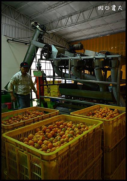 金桔農莊DSC_0301 金桔農莊DSC_0301