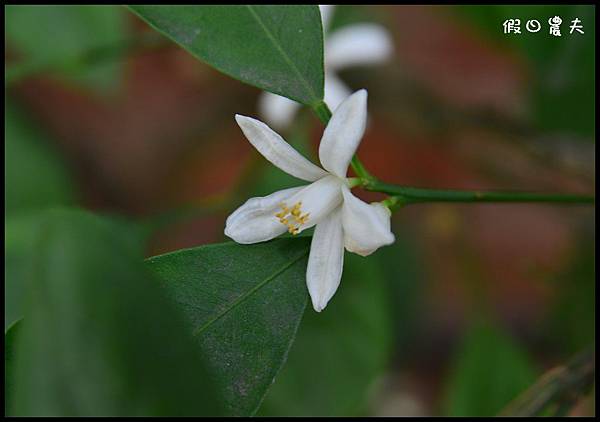金桔農莊DSC_0347 金桔農莊DSC_0347